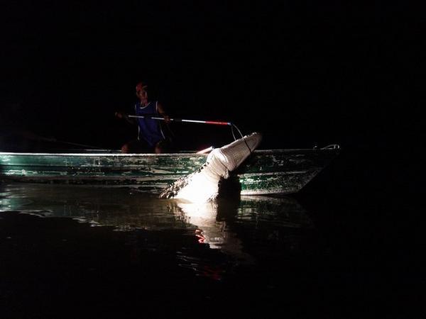 The intrepid Telford snares a Caiman