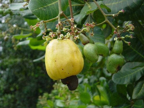 Cashew Fruit and Nut