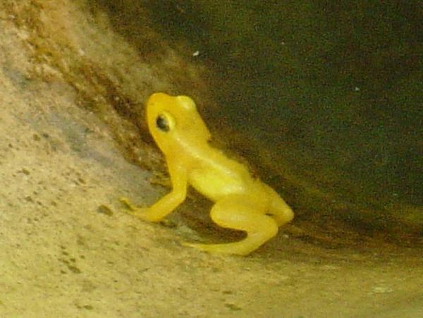 Golden Frog