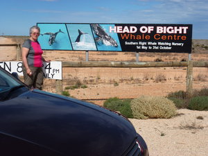 Whale watching along the Nullarbor