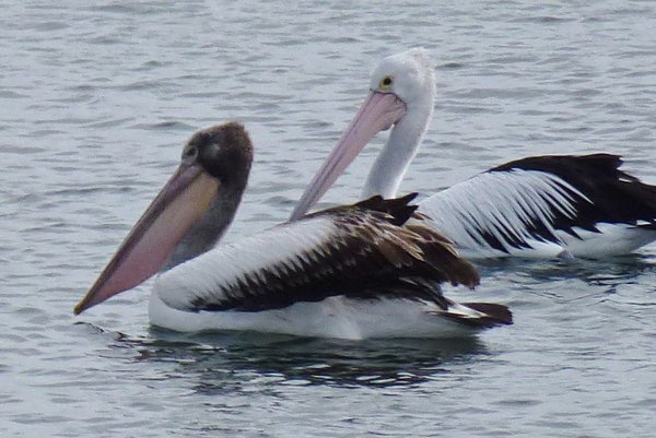 Streaky Bay Pelicans