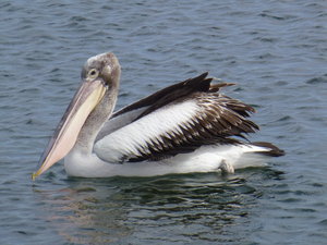 Pelican Peninsula?