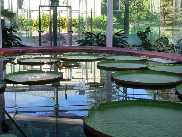 Adelaide Botanic Garden 