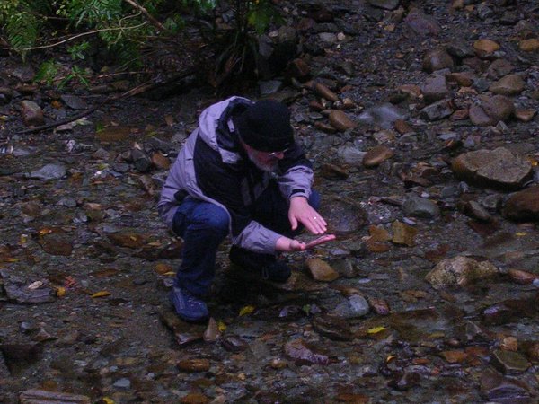 A ROSS creek - Panning for gold.