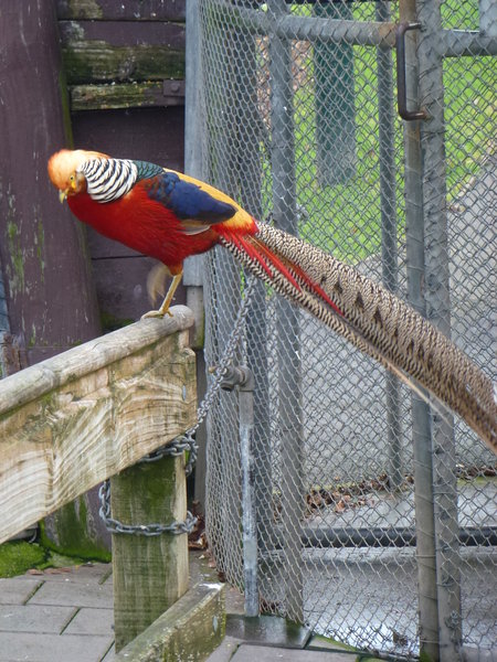 Wanganui -park aviary