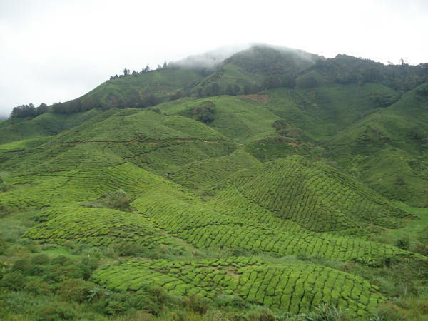 The tea plantation 