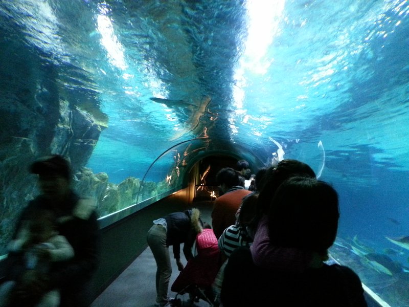 COEX Aquarium Tunnel