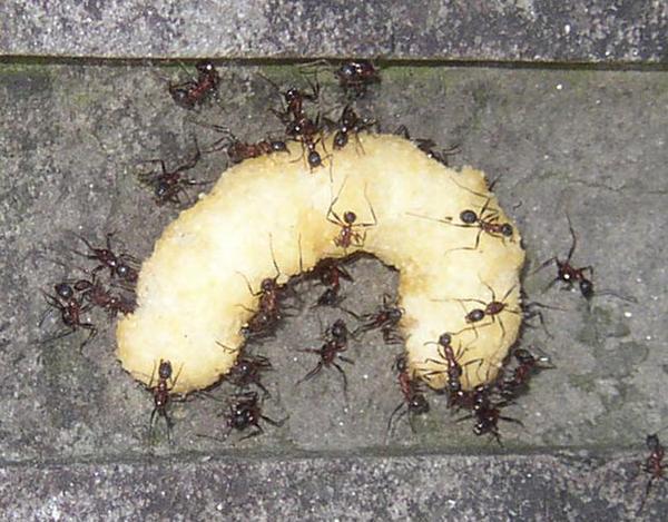Ants devouring a snack