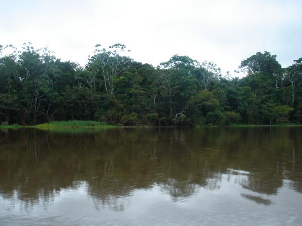 Rainforest at Mamiraua