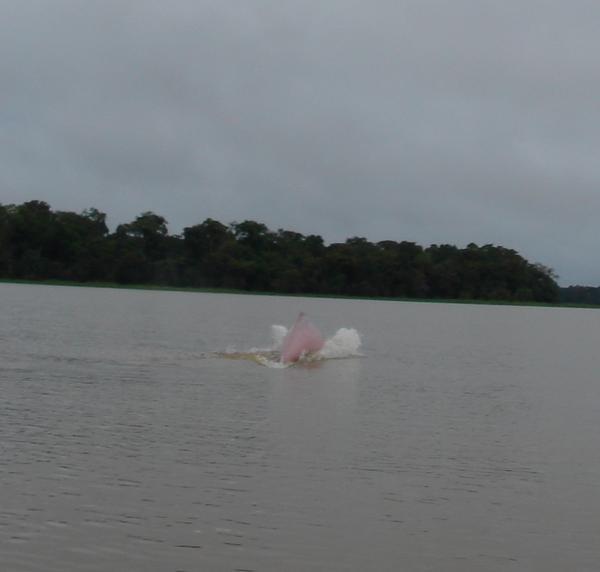 Boto (a pink river dolpin)