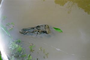 One of many caiman