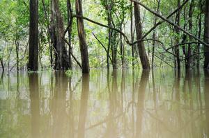 The flooded forest, how cool!
