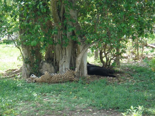 the jaguar and black panther at Xcaret