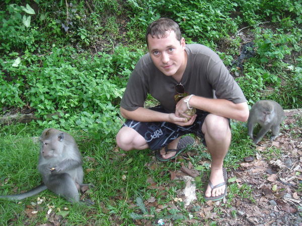 the monkeys