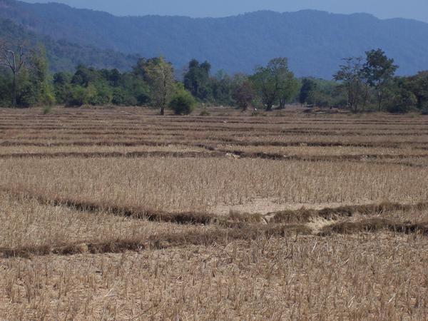 Reisfelder auf dem Weg