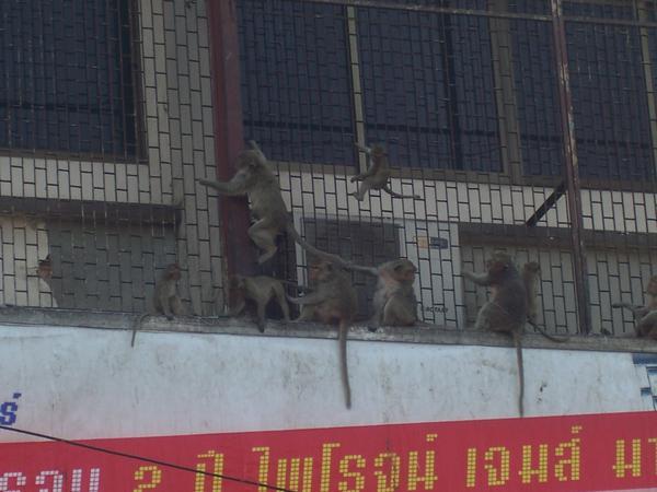Monkeys everywhere