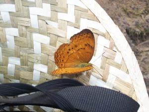 a Schmetterling auf meinem Hut