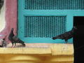 Tauben im bunten Hindutempel