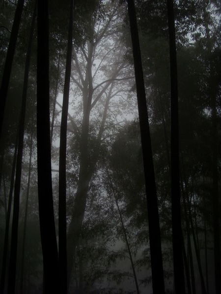 Bambus im Nebel