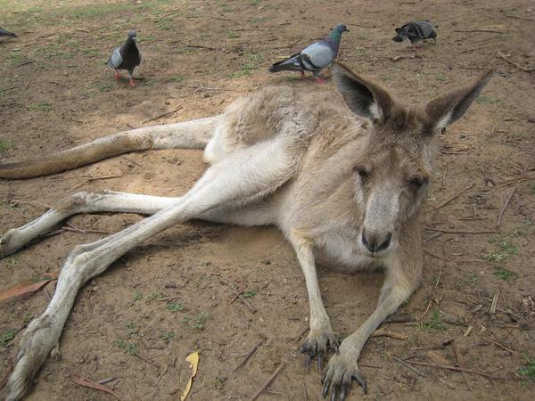 Kangaroo; so laid back be was horizontal
