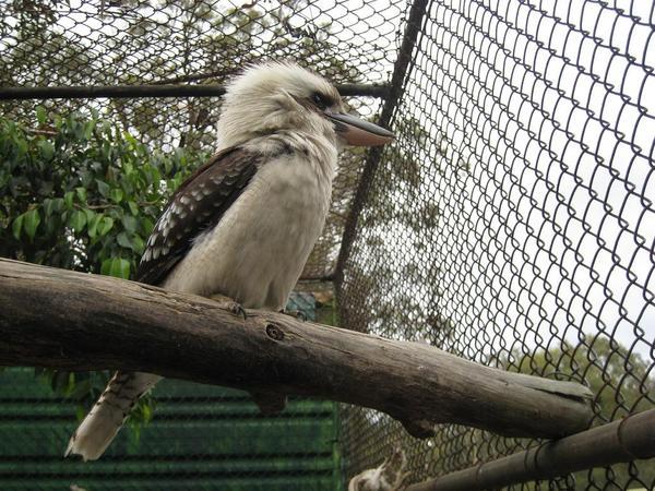 Kookaburra. my favourite ozzy bird