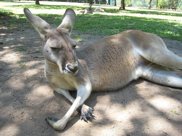 Brisbane Zoo, roo