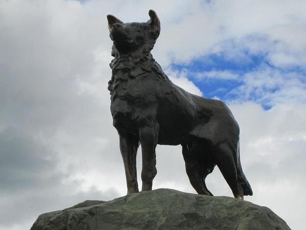 Statue of the famous collie dog- Lake Tekapo