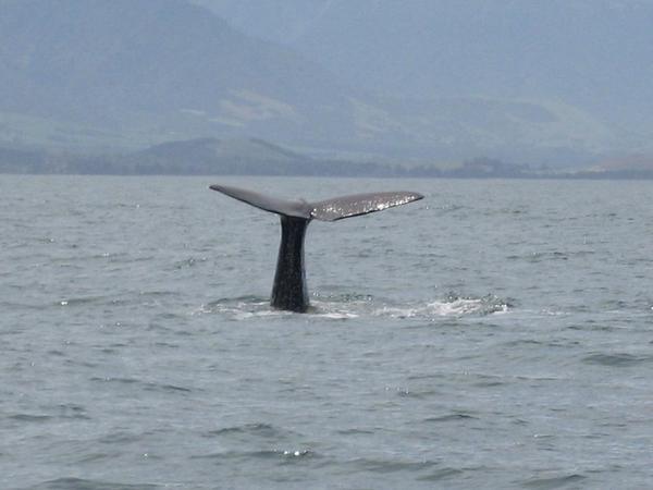 sperm whale sighting, kaikora