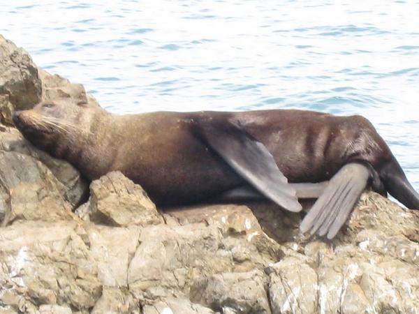 Seal sighting, kaikora
