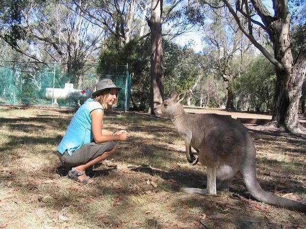 Wild Kangaroo at Hanging Rock