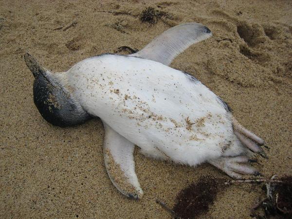 poorly dead penguin at Bells Beach