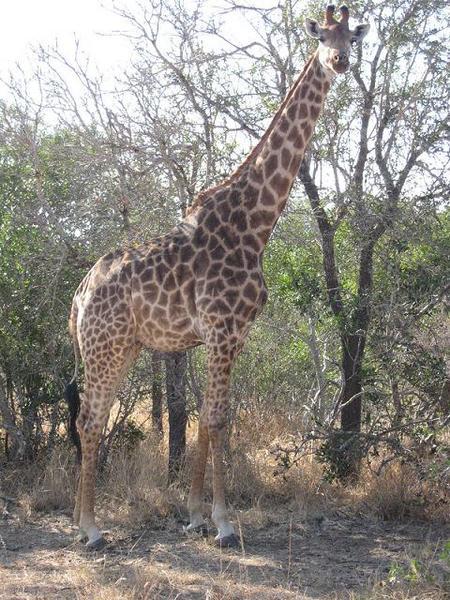 Giraffe in Gwala Gwala reserve