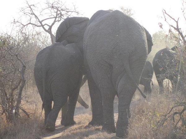 Massive bull elephant goading his lady elephant to charge 4x4