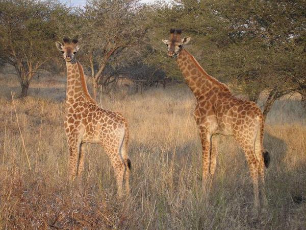 Two little giraffes 