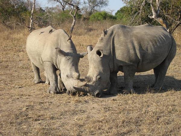 Rhinos being affectionate