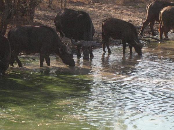 Buffalo drinking at river