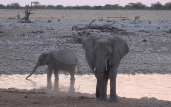 Elephants at waterhole near our campsite