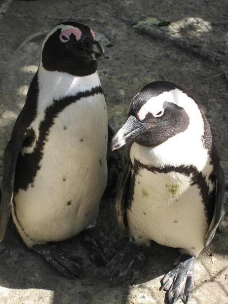 The famous penguins of Boulders Beach, Cape Town