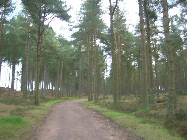Tentsmuire Forest
