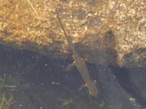 Salamander is ook aan het vissen...
