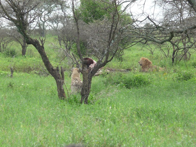 Lion and Hyena