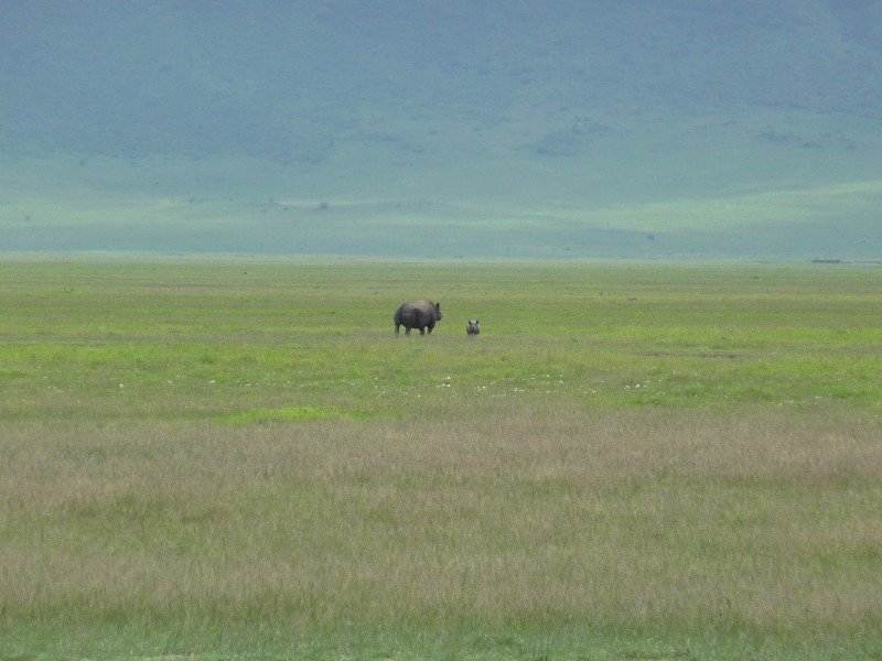 Rhino and cub