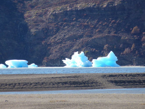 Icebergs from a glacier
