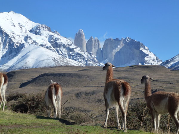 Guanacos at Torres del Paine