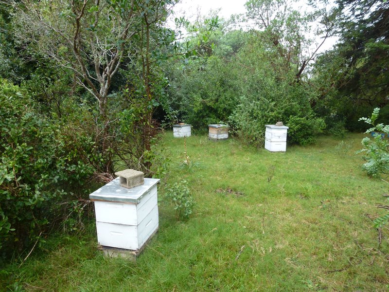 Beehives near our coffee stop 