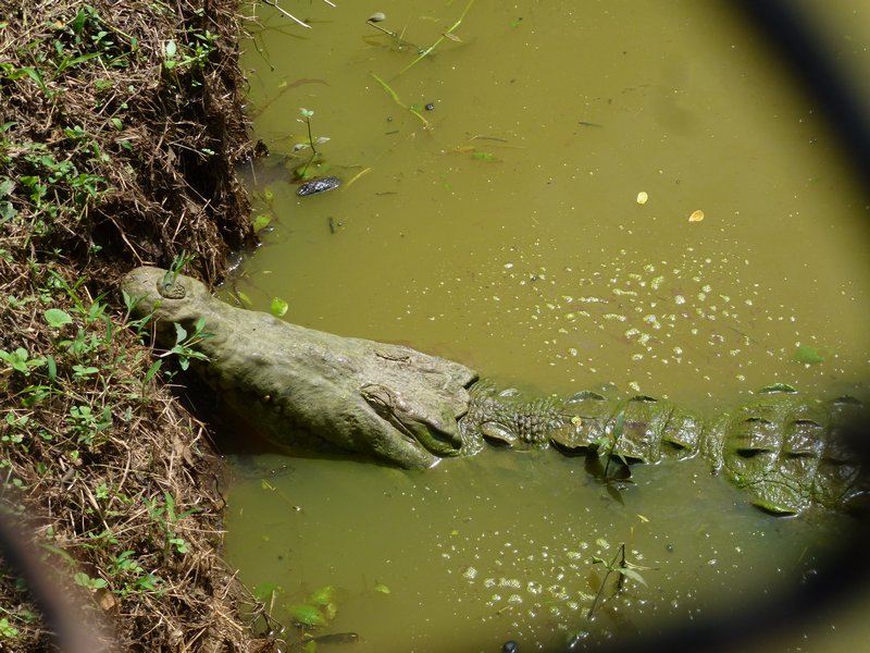 Crocodile in a pond