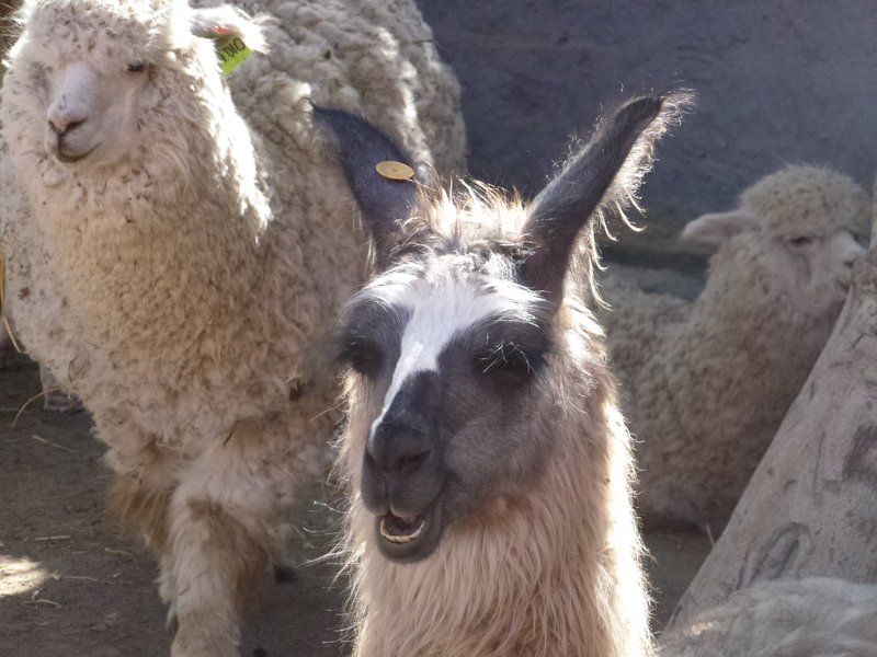 Alpaca and laughing llama