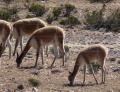 Protected vicuñas