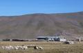 Typical high altitude dwelling and livestock 