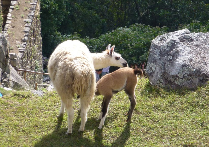 Baby llama feeding